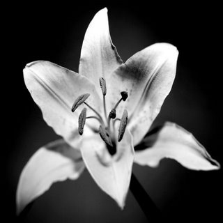 Fleur de lys